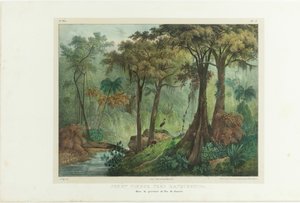 Manqueritipa 近くの原生林。 1835年、ブラジルの美しい旅から。