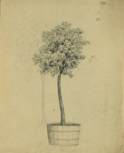 鉢植えの苗木の研究 作： Johann Peter Krafft