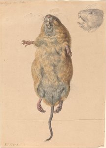 フィールド マウス、下から 作： Johann Rudolph Schellenberg