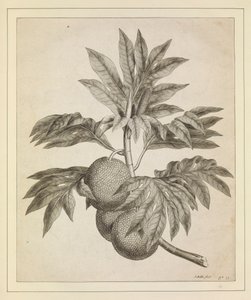 パンの木の枝 作： Johann Sebastien Muller