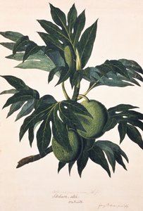 実をつけたパンの木の枝 1773年頃（エングレーヴィング） 作： Johann Sebastien Muller