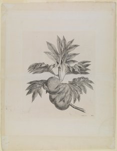 実をつけたパンの木の枝 作： Johann Sebastien Muller