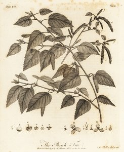 ダウニーバーチ、ダケカンバ。 作： Johann Sebastien Muller