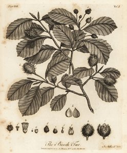 ヨーロッパのブナまたは一般的なブナ、Fagus sylvatica。 作： Johann Sebastien Muller