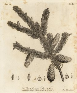 ノルウェーのトウヒまたはヨーロッパのトウヒ、アカエゾマツ 作： Johann Sebastien Muller
