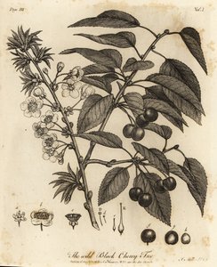 サワー チェリー、タルト チェリーまたはドワーフ チェリー、Prunus cerasus。