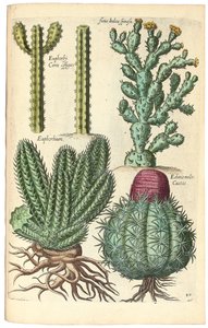 サボテン、1641 作： Johann Theodor de Bry