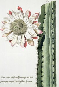 1737-45年にドイツで発行されたフィザンソザイコノグラフィカからの光沢のある高いシリーナメンシスに警告します