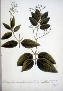 Cinnamomum Zeylanicum (Ceylon Cinnamomum) - 1737年にJ.W.Weinmannが作成したハーバリウムのエングレーヴィング。