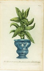 アフリカン アロエ、Phtanthoza Iconographia のプレート 47 作： Johann Wilhelm Weinmann