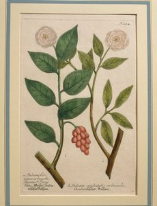 西洋バルサム低木、着色彫刻 作： Johann Wilhelm Weinmann