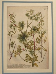 ハーブ ロバート (ゼラニウム robertianum)、着色された彫刻 作： Johann Wilhelm Weinmann