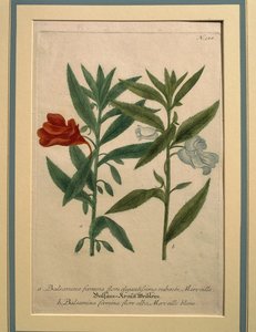 インパチェンス、カラー彫刻 作： Johann Wilhelm Weinmann