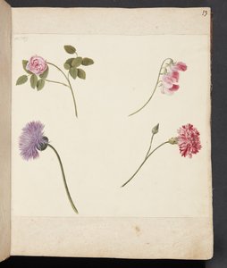 花の研究 作： Johanna Fosie