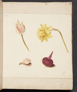 花と球根の研究