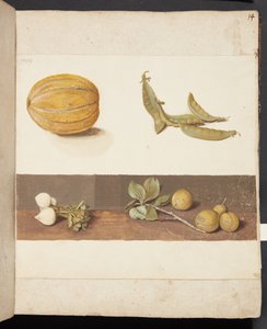果物と野菜の研究