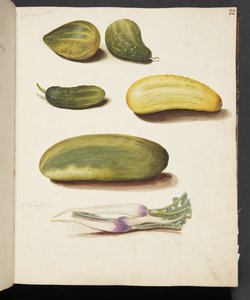 野菜の研究 作： Johanna Fosie