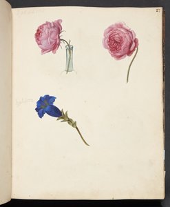 ピンクのバラと青い花の研究