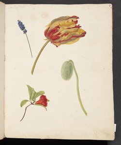 チューリップなどの花の研究 作： Johanna Fosie