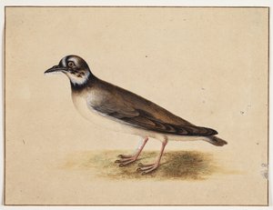 鳥 作： Johannes Bronckhorst