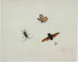 4つの昆虫、17世紀の終わり。 作： Johannes Bronkhorst