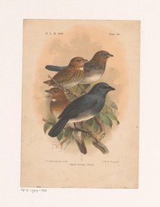 枝に 4 羽の鳥 シフィア・エヴェレッティ・シャープ (オブジェクトのタイトル) 作： Johannes Gerardus Keulemans