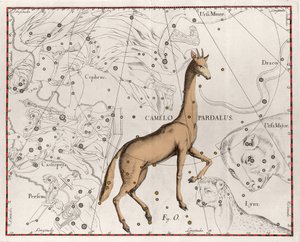 きりん座 図版はJohannes Hevelius（1611-1687）の "Firmamentum Sobiescanum sive Uranographia "から引用。 作： Johannes Hevelius