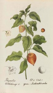 スイスの植物のコレクション、1825-1846。 作： Johannes Jacob Hegetschweiler