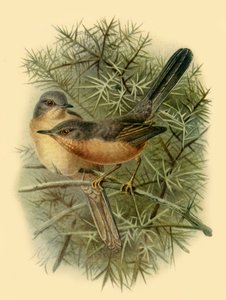 ダートフォード・ウォーバーズ」、1887年、1942年。 作： Johannes Keulemans