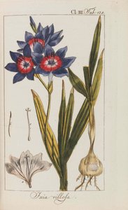 美しく希少な植物のセレクション、1795-1798。 作： Johannes Zorn