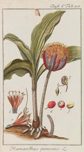 美しく希少な植物のセレクション、1795-1798。 作： Johannes Zorn