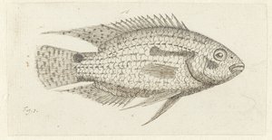 熱帯魚 Chromis epse 作： Johannes le Francq van Berkhey