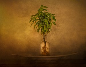 根付きの植物の静物画