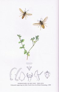 Anchor Faced or Red Wasp, Nature in Britain (Collins社)