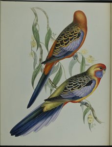 アデレード・インコ（Platycercus Adelaidiae）（手彩色リトグラフ 作： John (after) Gould