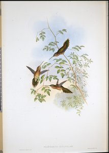アドルフの仙人（Phaethornis Adolphi）（手彩色リトグラフ 作： John (after) Gould