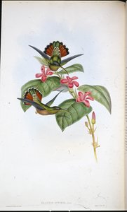 アライド・ハーミット（Glaucis affinis）（手彩色リトグラフ 作： John (after) Gould