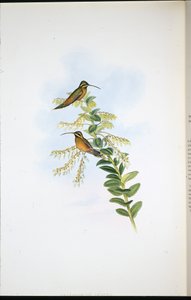 Amaura Hermit（Phaethornis Amaura）（手彩色リトグラフ 作： John (after) Gould