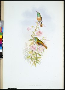 Amazili (Amazilia Pristina) (手彩色リトグラフ)