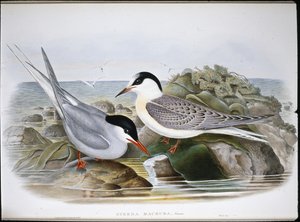 キョクアジサシ（Sterna Macrura）（手彩色リトグラフ 作： John (after) Gould