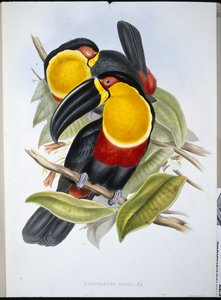 アリエル・トゥーカン（Ramphastos Ariel）（手彩色リトグラフ 作： John (after) Gould