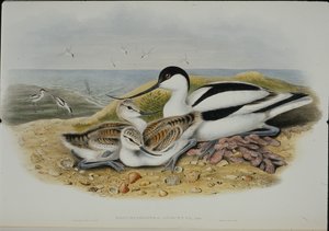 アボセット（Recurvirostra Avocetta）（手彩色のリトグラフ版 作： John (after) Gould