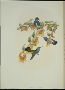 バートレットエメラルドハミングバード（Agyrtria Bartletti）（手彩色リトグラフ版 作： John (after) Gould