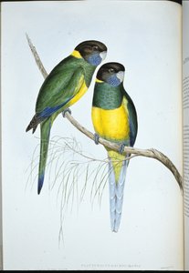 バウアーズ・パラキート（Platycercus Baueri）（手彩色リトグラフ版 作： John (after) Gould