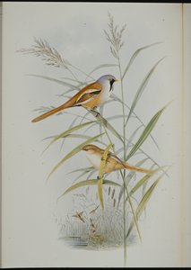 ヒゲイノシシ（Calamophilus Biarmicus）（手彩色リトグラフ