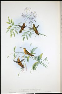 ベルテッド・ハーミット（Phaethornis Nigrocinctus）とビショップ・ハーミット（Phaethornis Episcopus）（手彩色のリトグラフ 作： John (after) Gould