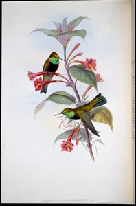 ブラック・ブレスト・ヒル・スター（手彩色リトグラフ 作： John (after) Gould