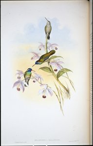 黒耳ハミングバード（Heliopaedica Melanotis）（手彩色のリトグラフ 作： John (after) Gould