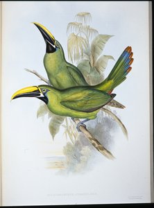 ブラックスロートグルーヴビル・トゥーカン（Aulacoramphus Atrogularis）（手彩色リトグラフ 作： John (after) Gould