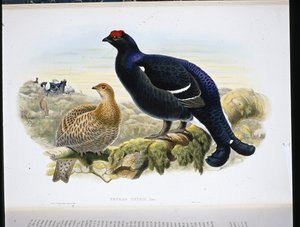 クロライチョウ（Tetrao Tetrix）（手彩色のリトグラフ版 作： John (after) Gould
